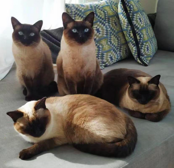 養暹羅就像在拆盲盒，拆著拆著…意外就發生了