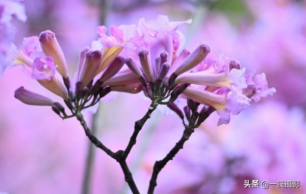 美麗的紫繡球花風鈴木