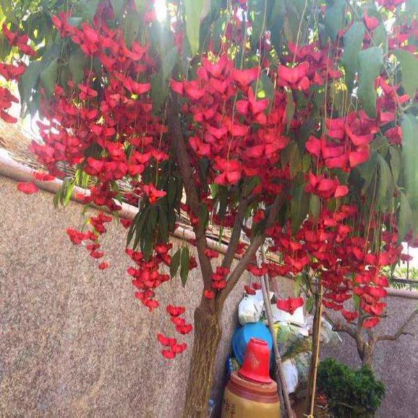 1種花俗稱“搖錢樹”,滿盆長滿小元寶,大吉大利,好看吉祥 1種花俗稱“搖錢樹”,滿盆長滿小元寶,大吉大利,好看吉祥