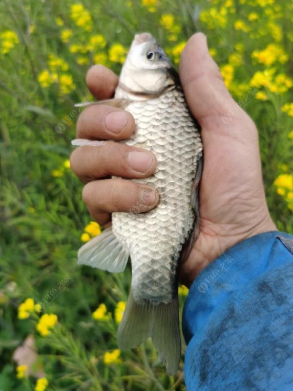 黃花錦簇白馬湖