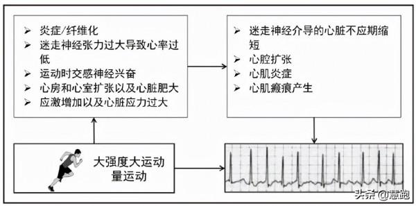 ​跑步太拼是跑圈潮流?最新研究揭示長期大強度運動對心臟的風險 ​跑步太拼是跑圈潮流?最新研究揭示長期大強度運動對心臟的風險