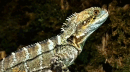 「澳洲水龍」我可是蜥蜴界的迅猛龍 「澳洲水龍」我可是蜥蜴界的迅猛龍