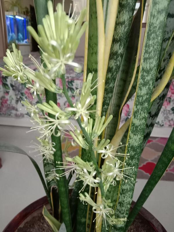 分享一下我養的花