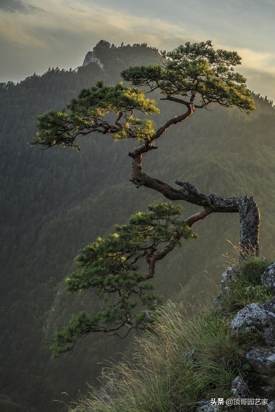 怎麼選購庭院造型樹？選購造型樹的基本常識