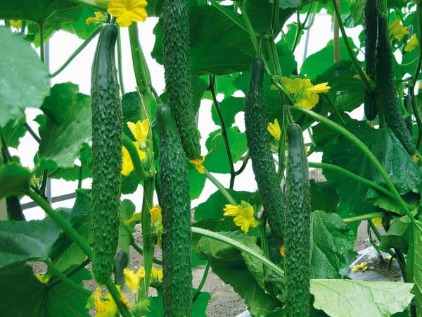 人到中年不要太節儉，這4個食物可多吃點，或能幫助延緩衰老