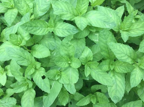 立秋後,記得常喝3種“天然潤燥茶”,全家都受益,關鍵還不花錢 立秋後,記得常喝3種“天然潤燥茶”,全家都受益,關鍵還不花錢