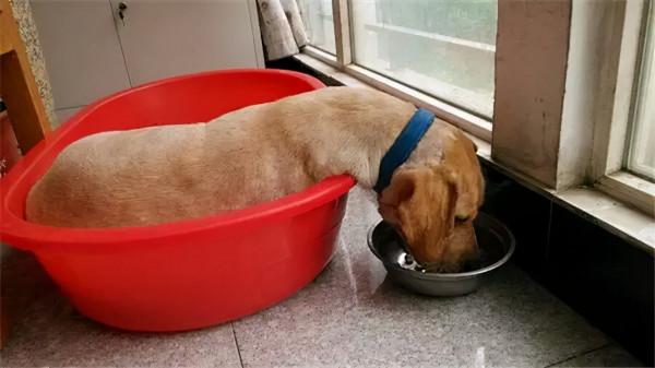 有種狗子，曾經是拉布拉多，後來變成了豬