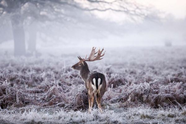 英國布什公園的清晨 鹿群迷霧中閒庭信步