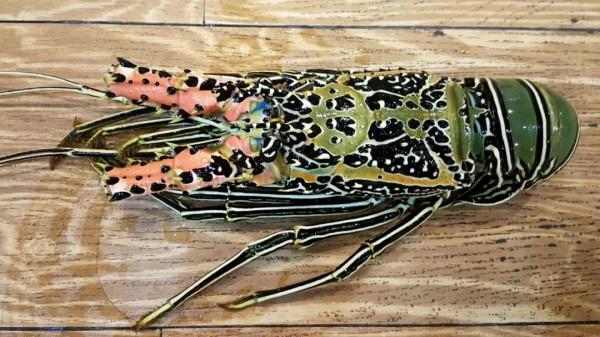 10年深度+豪華遊玩60國