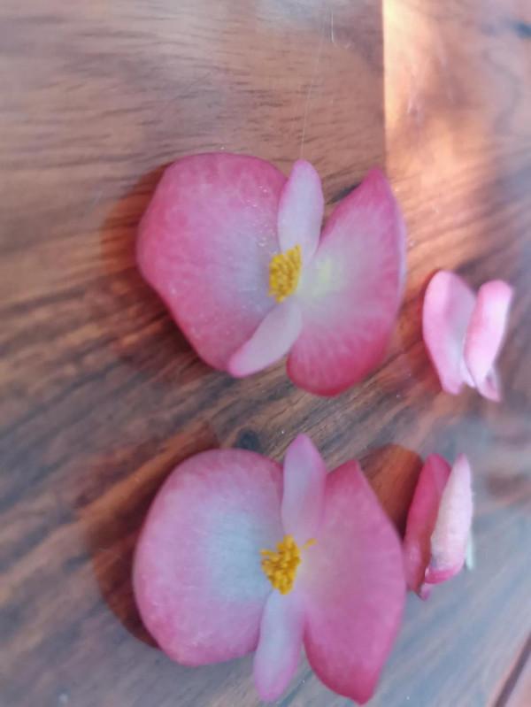 竹節海棠開花了