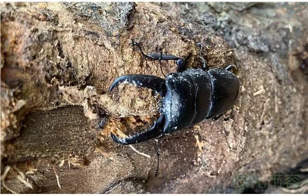 【探索】這些生活在環城綠帶中的昆蟲,你認識嗎? 【探索】這些生活在環城綠帶中的昆蟲,你認識嗎?