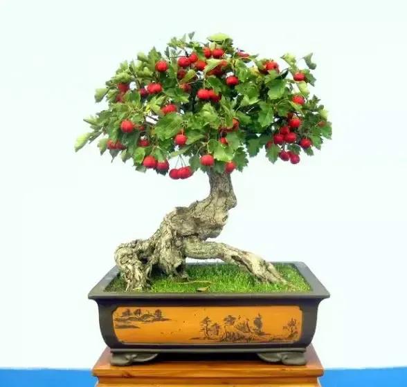 分享~~~小盆景 大世界 小巧玲瓏 精美絕倫 冬日裡一抹紅 美醉啦