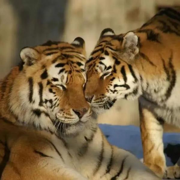活動預告 &vert; 2022年神州荒漠野生動物園&OpenCurlyDoubleQuote;迎虎年、展虎威&rdquo;
