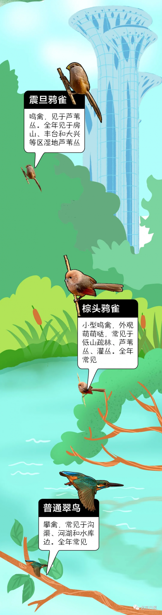北 京 百 鳥 圖 鑑
