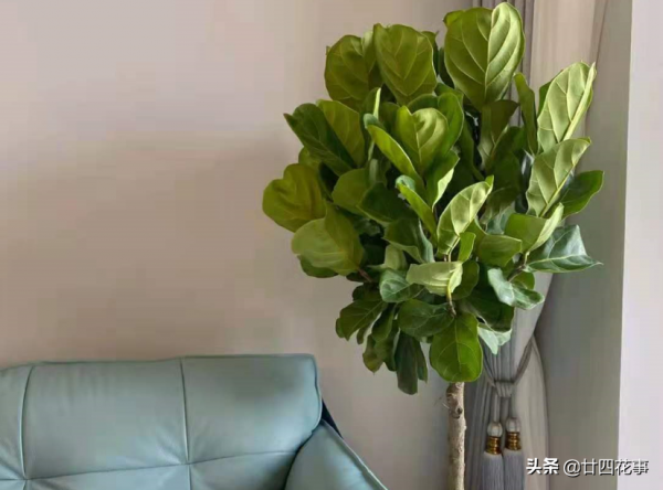 適合客廳養的4種花，壽命長寓意好，大氣有格調，養護很簡單