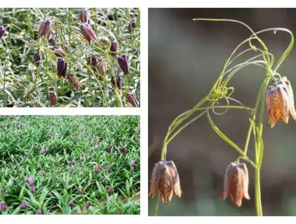 終於搞懂貝母這種植物了