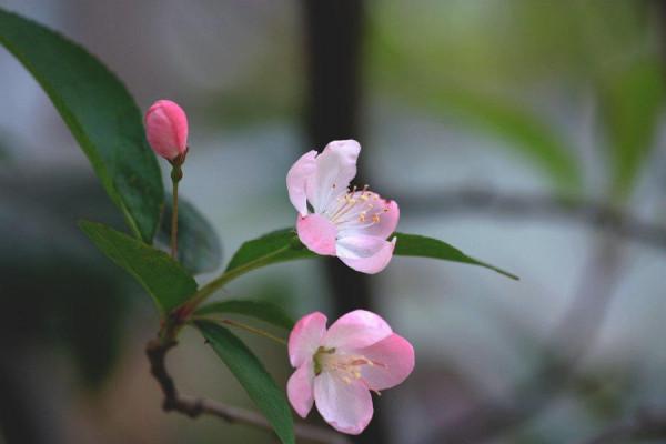 5種花太敗好感，壞毛病太多，到底該不該扔？