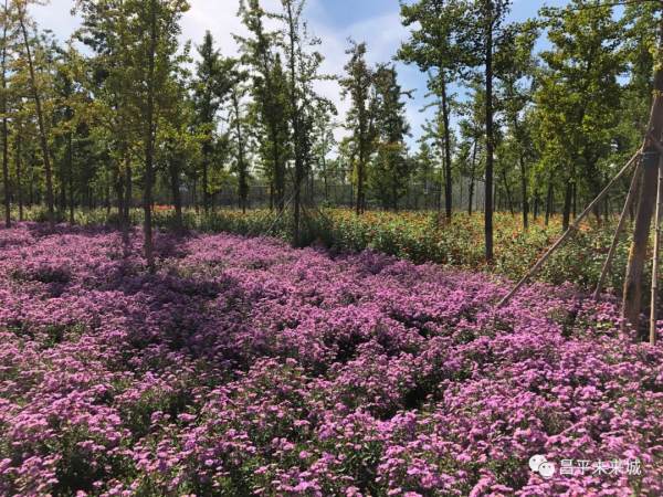 首次曝光！溫榆河公園昌平一期探秘，實在太美了