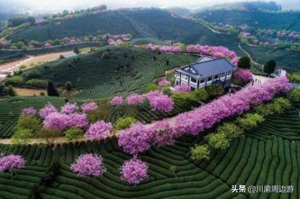 中國最美櫻花海，曾登上《國家地理》封面，即將進入觀賞期