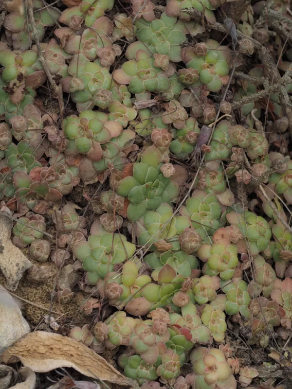 世界那麼大，多肉那麼美，我們一起去看看吧 | 南非多肉欣賞