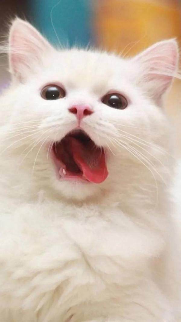 60多張有趣且可愛的貓看了讓人心情愉快