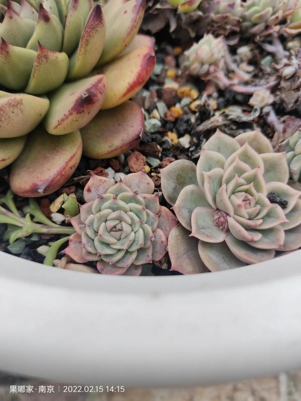 在樓頂，見證每一顆肉的成長