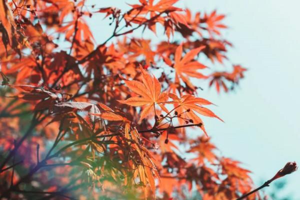 寫深秋最美的8首詩詞，一起領略別樣暮秋景緻