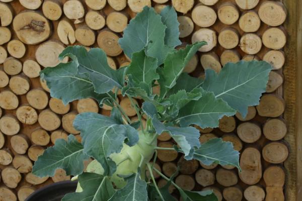 冬日溫室裡的收穫