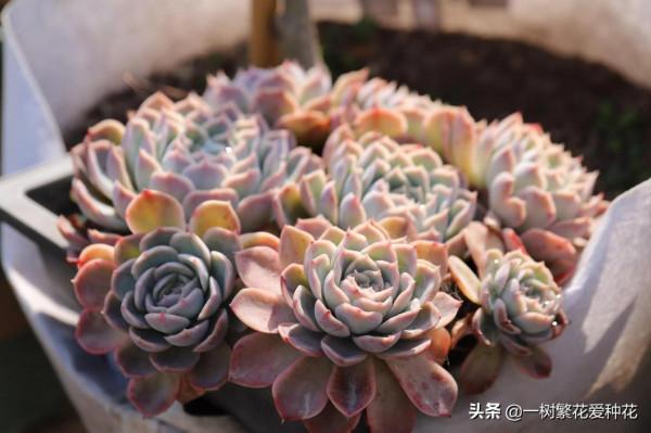 多肉常見問題：化水、黑腐、病蟲害，大家發圖，我來診斷和治療