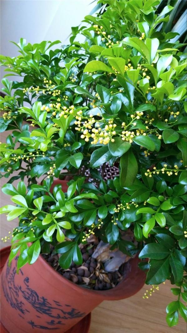 4種花很&OpenCurlyDoubleQuote;喜肥&rdquo;，經常施肥，花苞多花色豔開爆棚，&OpenCurlyDoubleQuote;花開不斷&rdquo;