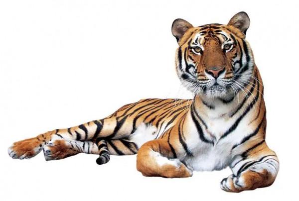 關於老虎的8個冷知識，你知道幾個？