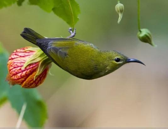 太陽鳥吃燈籠花是真，是假