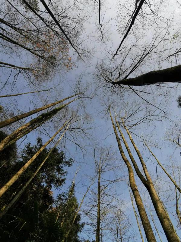 冬日暖陽，穿越叢林