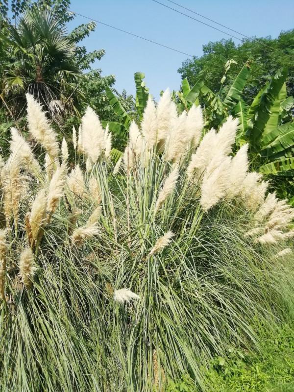 中秋佳節，蒲葦銀染