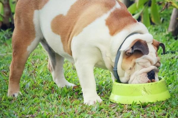 英國鬥牛犬拉稀怎麼辦？