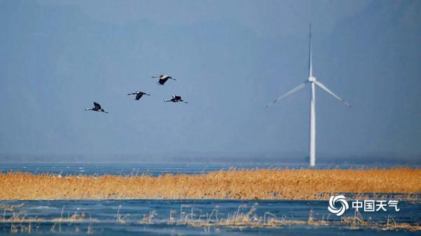 北京延慶:數千只灰鶴翩翩起舞 形成一道亮麗風景線 北京延慶:數千只灰鶴翩翩起舞 形成一道亮麗風景線