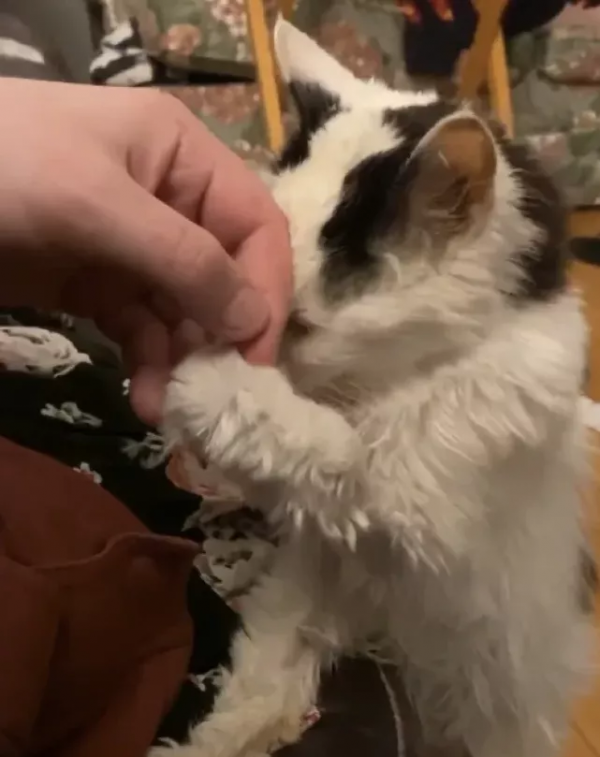 “我見過最長壽的流浪貓，活了29歲。”