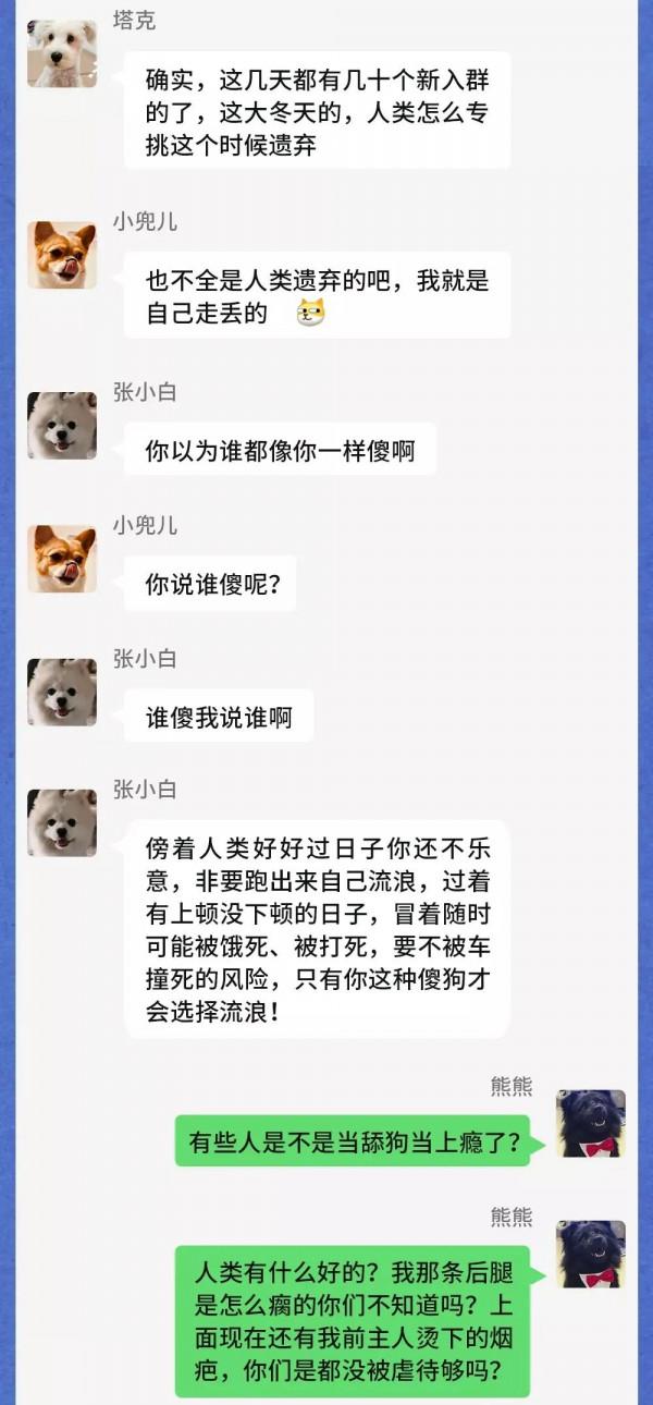 寒潮之下，流浪動物在一個群裡會聊什麼？