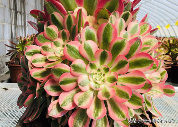 帶錦的多肉法師嫁接苗有3個缺點和2個優點，入手前我們需仔細斟酌