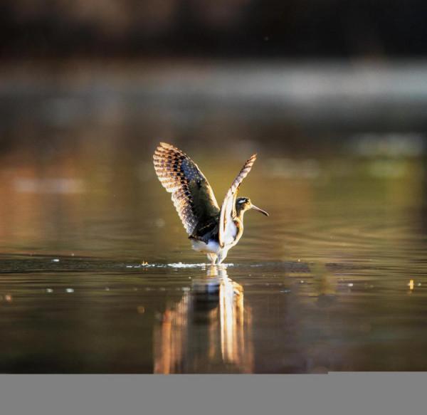 掠影錄彩鷸 掠影錄彩鷸