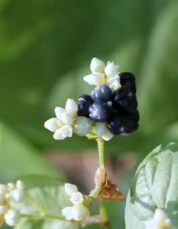 40種野果,滿滿都是兒時的味道 40種野果,滿滿都是兒時的味道