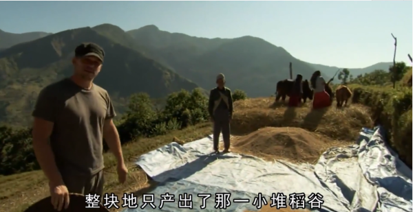 這就是尼泊爾採蜜人：懸在100米高空，被遮天蔽日的蜜蜂爬滿衣服