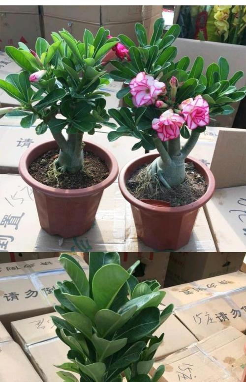 3種“沙漠”花，容易被澆死，多曬太陽少澆水！養在客廳超有範兒