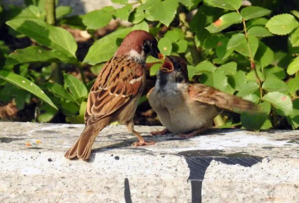 麻雀的精美圖片