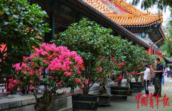 頤和園裡桂花飄香