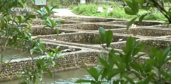 走進鄉村看小康 | 安徽休寧：山泉流水養魚 景秀味美民富