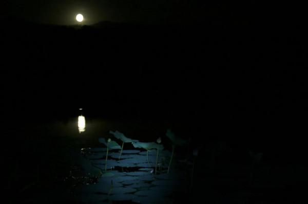 再見，荷塘月色