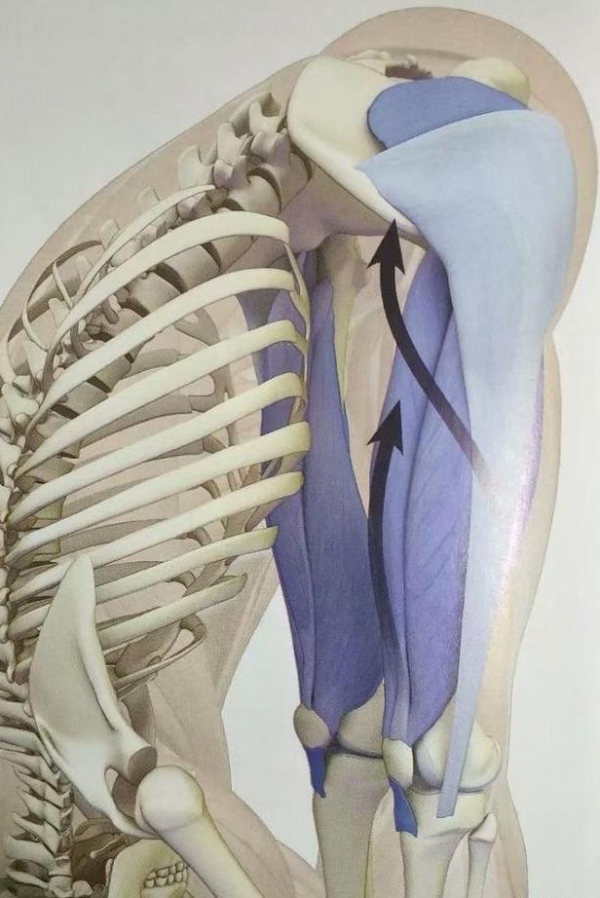 瑜伽站立前屈體式下不去?與其挖空心思拉伸腿後側,不如收住肚子 瑜伽站立前屈體式下不去?與其挖空心思拉伸腿後側,不如收住肚子