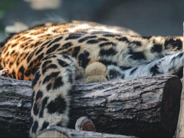 想&OpenCurlyDoubleQuote;豹富&rdquo;？快來上海動物園看&OpenCurlyDoubleQuote;豹發虎&rdquo;本豹！丨小葉子陪你過大年