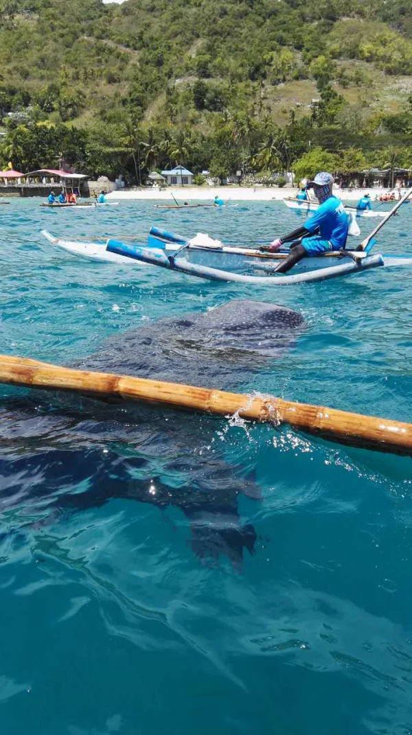 菲律賓—薄荷島遊記 菲律賓—薄荷島遊記
